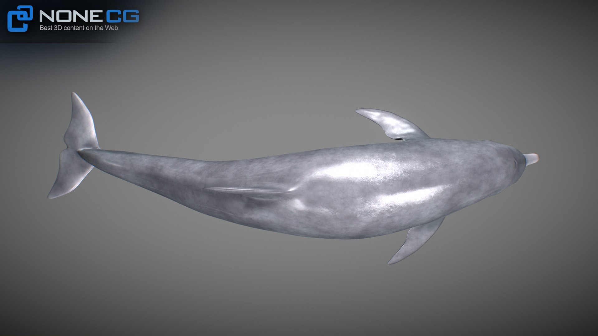 dolphins 3d image of human dolphins 3d image of human