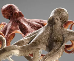 octopus 3d model