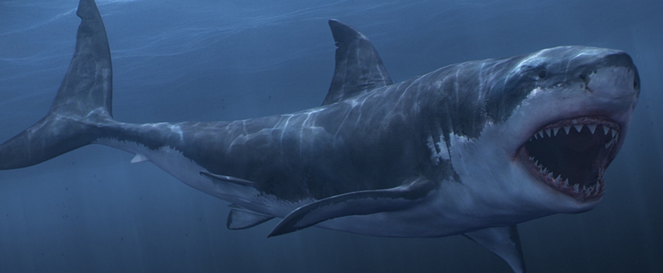 3d white shark