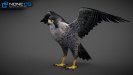 3D Animated Falcon