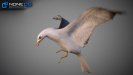 3D Seagull Animated