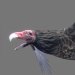Vulture_Red_00