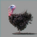 Turkey_01
