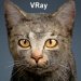 Cat_VRay_00