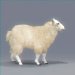 Sheep_02