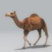 Camel_02