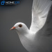 Dove_White_01
