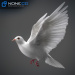 Dove_White_07