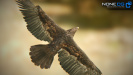 3D Golden Eagle Unity
