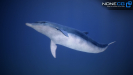 3d dolphin unity