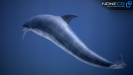 3d dolphin unity