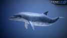 3d dolphin unity