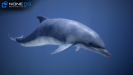 3d dolphin unity