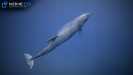 3d dolphin unity