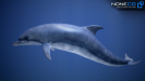 3d dolphin unity