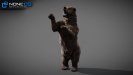 Bears_016