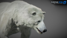 Bears_002