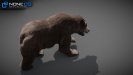 Bears_028