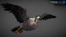 3D Animated Falcon
