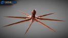 Animated Octopus 3D