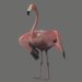 Flamingo_06