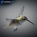 Hummingbird-20