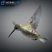 Hummingbird-17