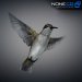 Hummingbird-25