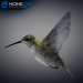 Hummingbird-15