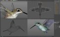 Hummingbird-08