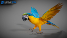 Parrots_06