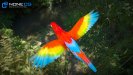 Parrots_29