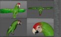 Parrots_07b