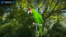 Parrots_12b