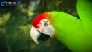 Parrots_01b