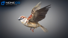 Sparrow-04