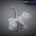 Swan-02