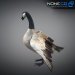 Geese-011