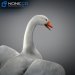 Geese-033