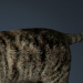 Cat_01_0009