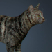 Cat_01_0007