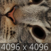 Cat_01_0011