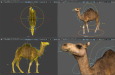 Camel 05 - Maya