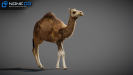 Camel 05