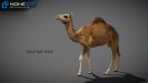 Camel 25