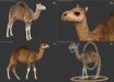Camel 05 - 3ds Max