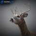 Deer-05