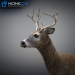 Deer-01