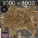 Cheetah_08
