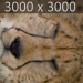 Cheetah_09